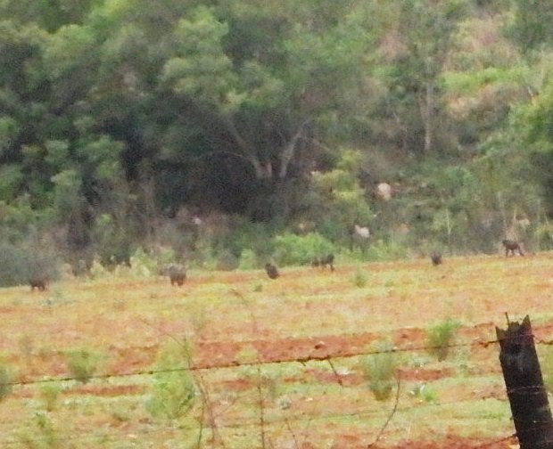 A photo blowup of the left side image - Baboons.